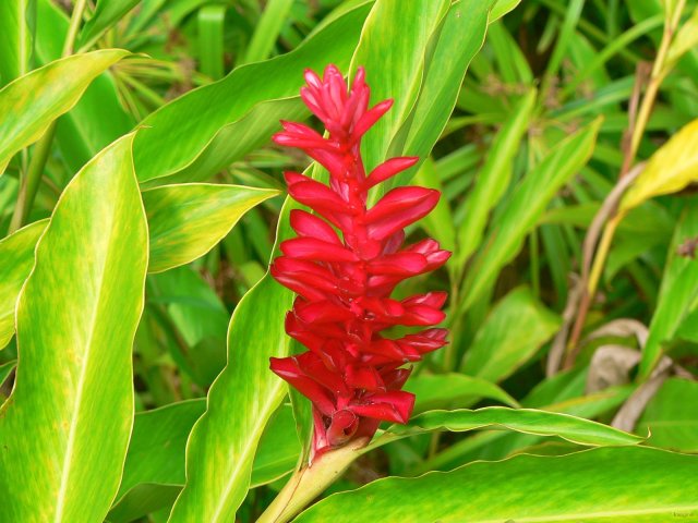 116- Alpinia 